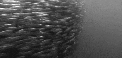 black and white fish GIF