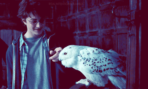 Image result for hedwig gif