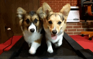 Corgi GIFs - Find & Share on GIPHY