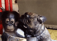 Monkey-Riding-Dog Gifs - Get The Best Gif On Giphy