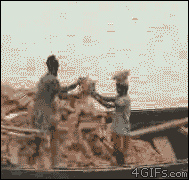 giphy.gif
