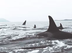 school orcas GIF
