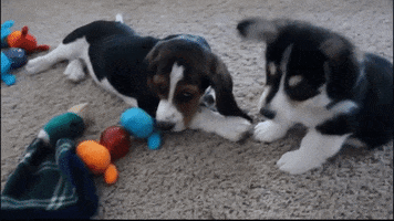 american-kennel-club nationalbestfriendsday GIF