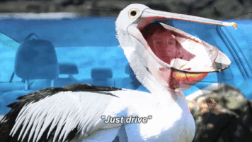 indiagoodhand drive pelican gayle chris fleming GIF