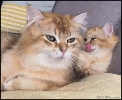 Tired Cat GIF - Tired Cat GIF