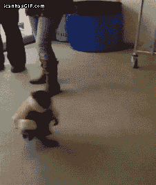monkey coat GIF