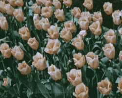 flower GIF
