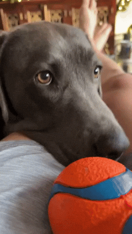 Surprised Dog GIF
