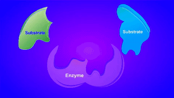 Enzyme Substrate GIF
