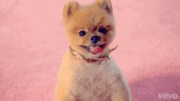 music video dog GIF by Katy Perry