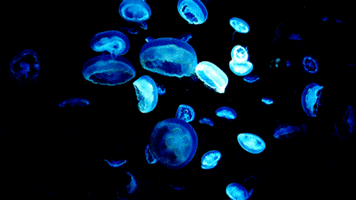 underwater glow in the dark GIF