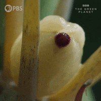 Growing Bbc GIF by PBS