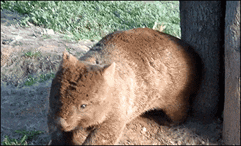Wombat meme gif