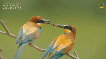 National Geographic Birds GIF by Nat Geo Wild