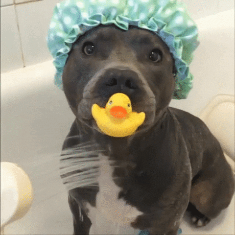 Video gif. A pit bull in a shower cap holds a rubber duckie in his mouth as he calmly enjoys a shower.