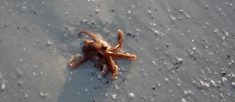 octopus GIF
