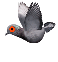 Pigeon-attack GIFs - Get the best GIF on GIPHY
