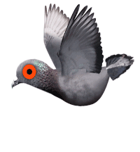 Pigeon-attack GIFs - Get the best GIF on GIPHY Pigeon-attack GIFs - Get the best GIF on GIPHY