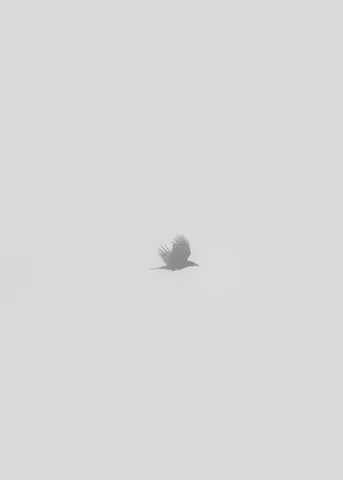 free black and white GIF