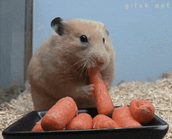 Video gif. Adorable hamster shoves baby carrots into its mouth, filling its cheeks.