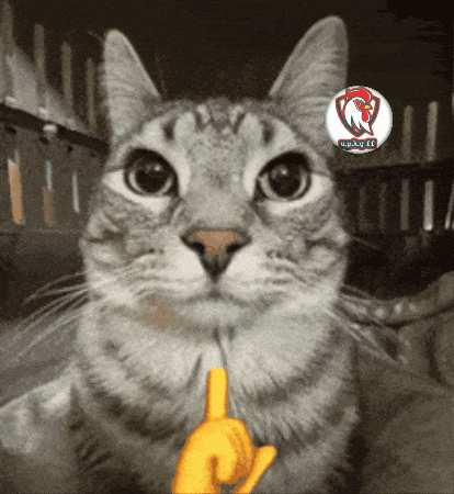 Sigma Cat Gif GIF