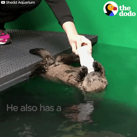 sea otters GIF by The Dodo