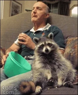 giphy.webp