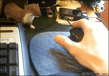 ferret weasel GIF