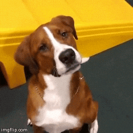 Perrito