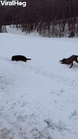 Dog Snow GIF by ViralHog