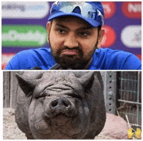 Virat Kohli Dogma GIF