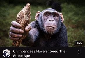 Chimpanzees Entered The Stone Age GIF