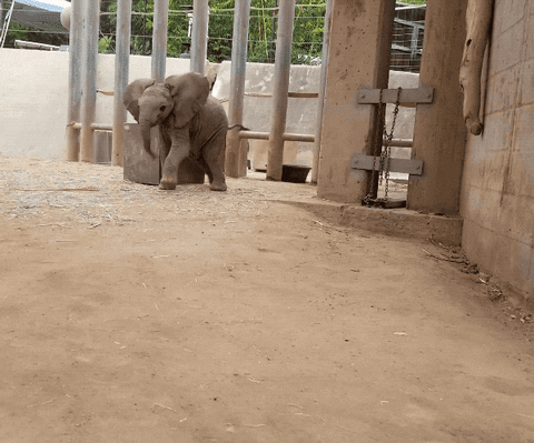 Happy Love It Gif By San Diego Zoo Find Share On Giphy