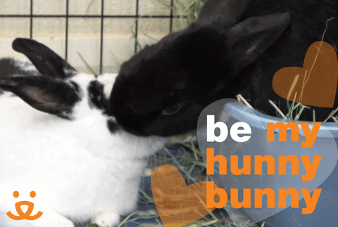 Hunny-bunny meme gif