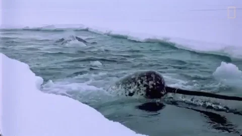 narwhal GIF by Nat Geo Wild