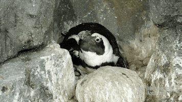african penguin chick GIF by Monterey Bay Aquarium