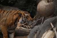 Tiger Punch Gifs Get The Best Gif On Giphy