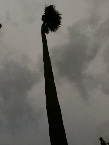palm tree GIF by Justin