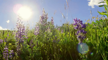 Flower Meadow GIFs - Find & Share on GIPHY