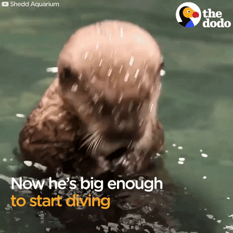 sea otters GIF by The Dodo