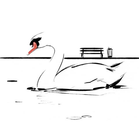 swan lake swimming GIF by Hilbrand Bos Illustrator