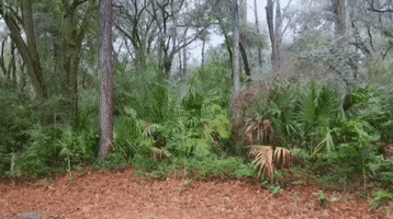 Clear The Way Forestry GIF by Gyro-Trac