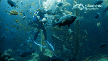 School Of Fish GIF by Monterey Bay Aquarium