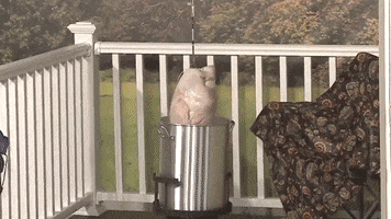 Cold Turkey Thanksgiving GIF by Storyful