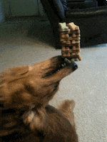 Dog Biscuit GIF