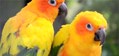 kakadu słońce conure GIF