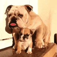 Dogs Puppy GIF