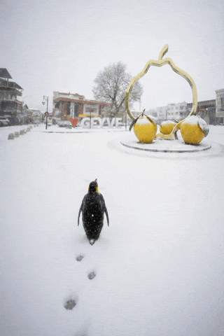 Penguen GIF