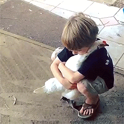 chicken hugs GIF
