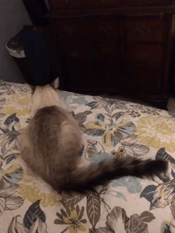 cat GIF by Justin